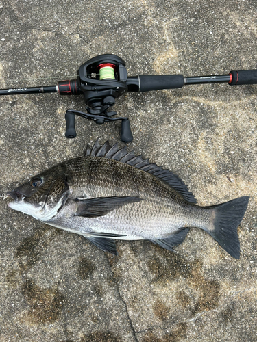 キビレの釣果