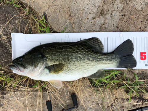 ブラックバスの釣果