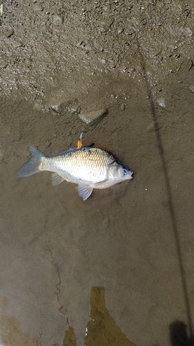 ヘラブナの釣果