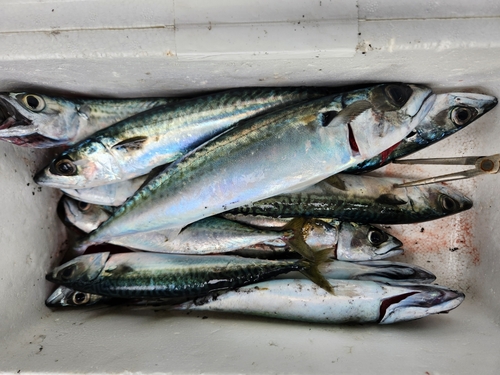 サバの釣果