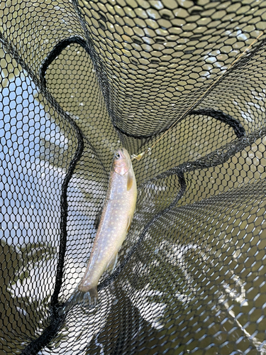 イワナの釣果