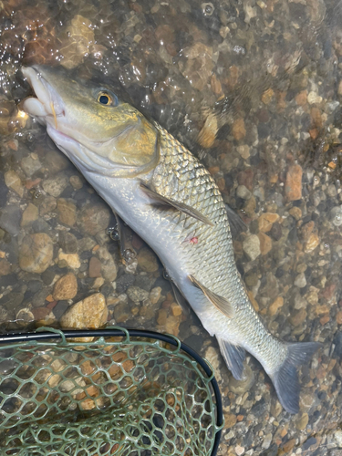 ニゴイの釣果