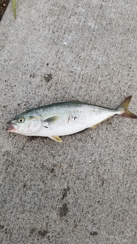 ワカシの釣果