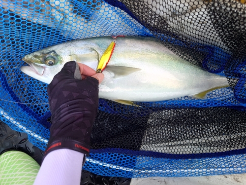 ワラサの釣果