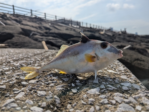 ギマの釣果