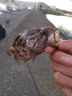 ソイの釣果