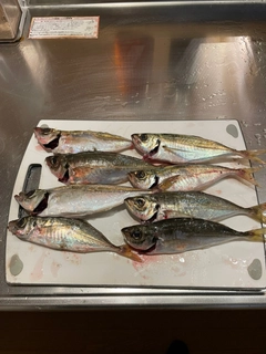 アジの釣果