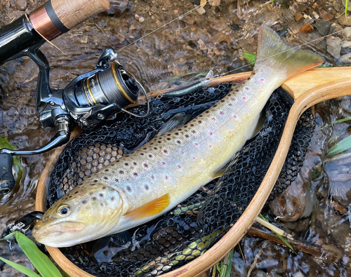 ブラウントラウトの釣果