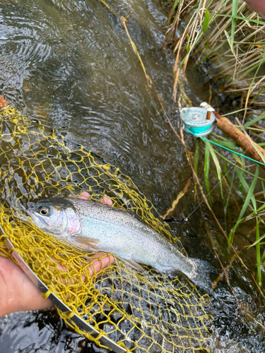 ニジマスの釣果