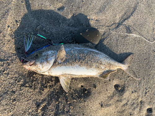 ショゴの釣果