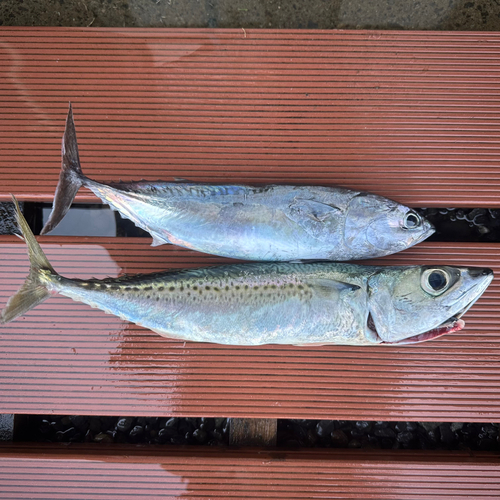 ソウダガツオの釣果