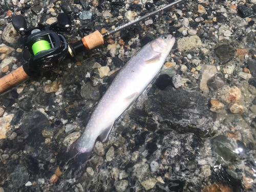 イワナの釣果