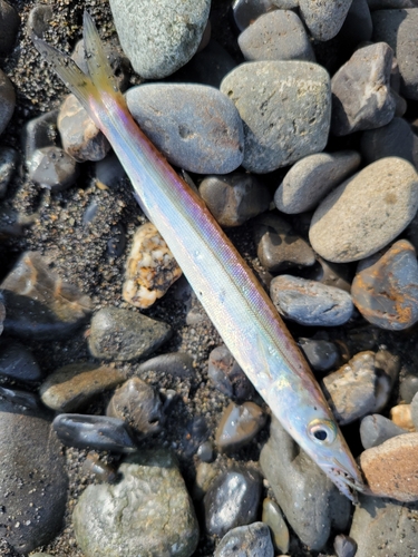 カマスの釣果