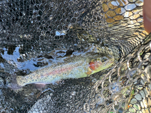 ニジマスの釣果