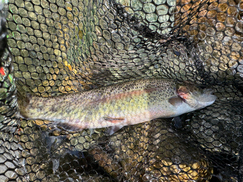 ニジマスの釣果