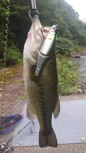 ブラックバスの釣果