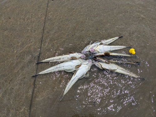 マゴチの釣果