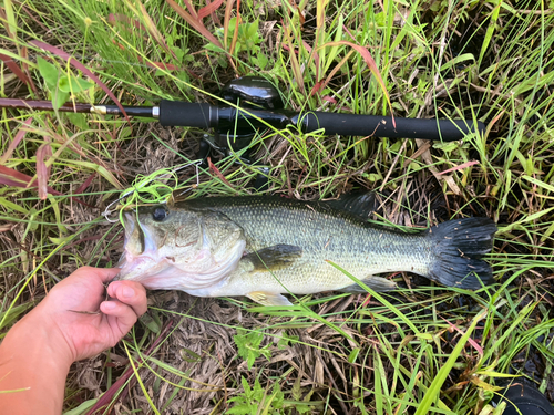 ブラックバスの釣果