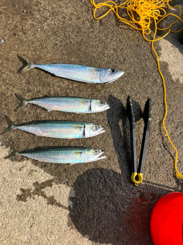 サバの釣果