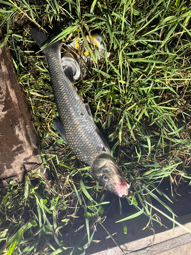 ニゴイの釣果