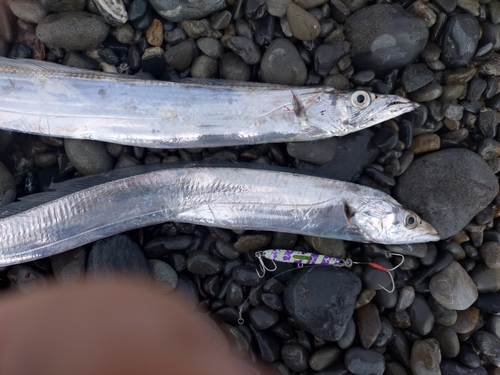 オオモンハタの釣果