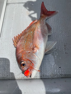 マダイの釣果