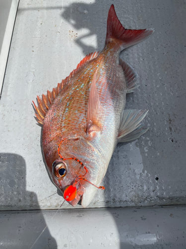 マダイの釣果