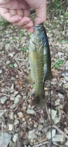 スモールマウスバスの釣果