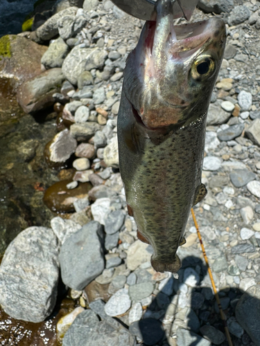 ニジマスの釣果