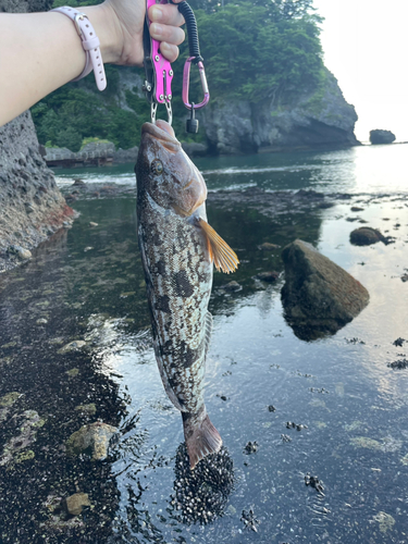 アイナメの釣果