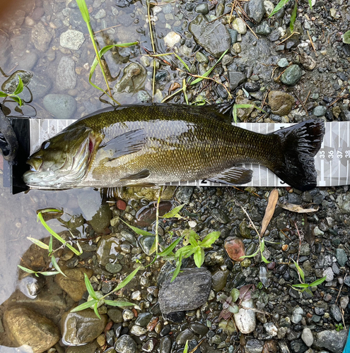 スモールマウスバスの釣果