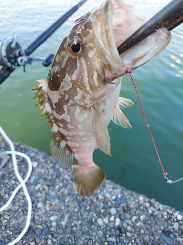 クエの釣果