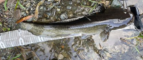 ナマズの釣果