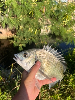 ミナミクロダイの釣果