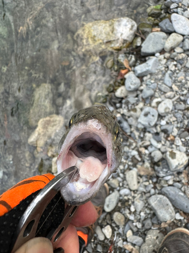 ニジマスの釣果