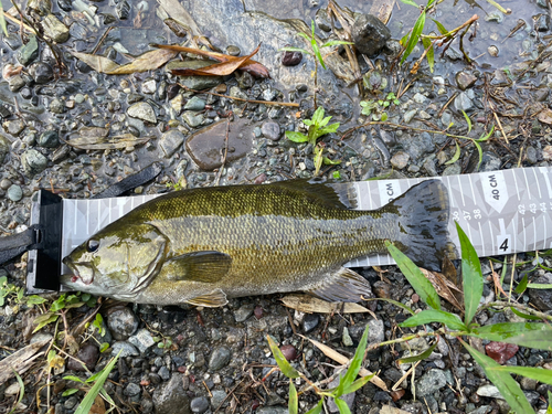 スモールマウスバスの釣果