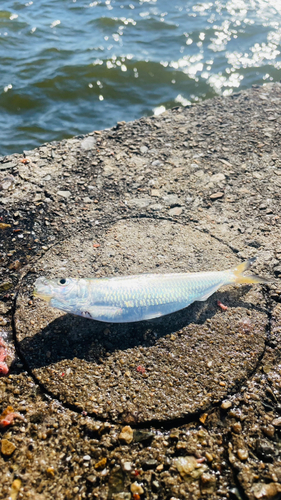 サッパの釣果