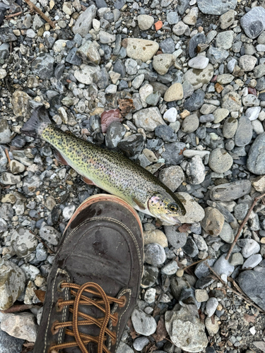 ニジマスの釣果