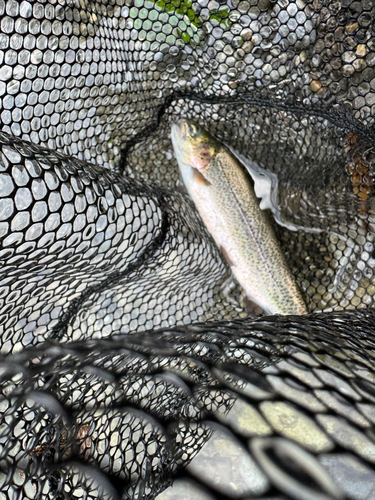 ニジマスの釣果