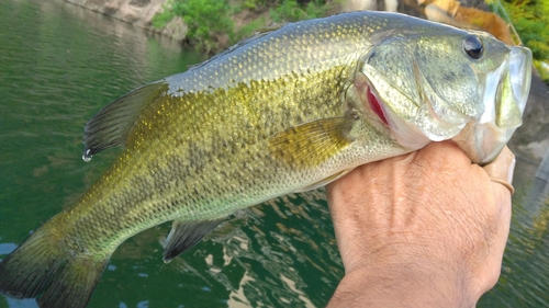 ラージマウスバスの釣果