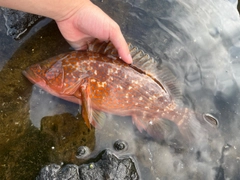 キジハタの釣果