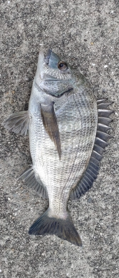 チヌの釣果