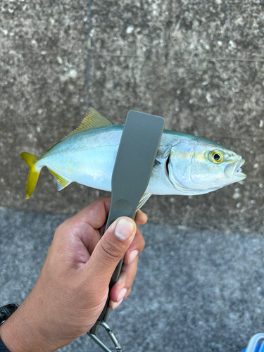 ワカシの釣果