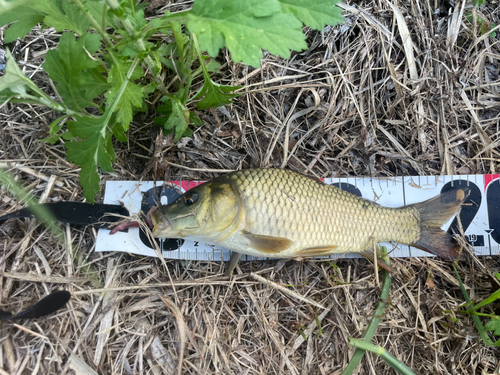 コイの釣果