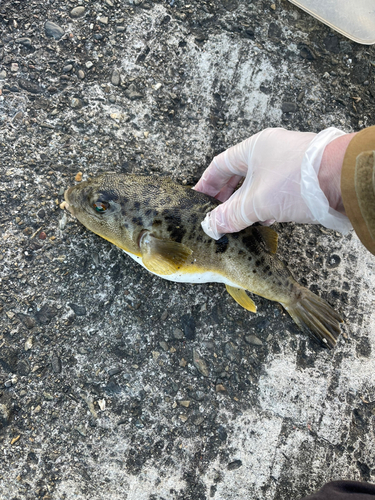 ショウサイフグの釣果