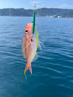 イトヨリダイの釣果