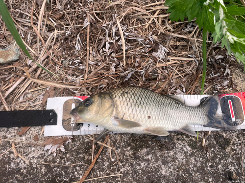 コイの釣果