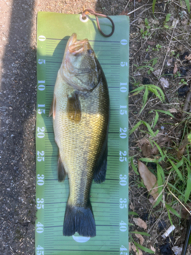 ブラックバスの釣果