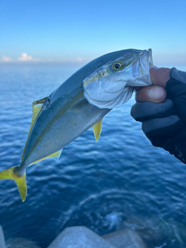 ヒラマサの釣果