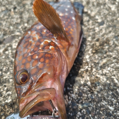 キジハタの釣果